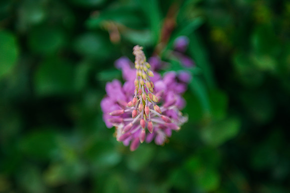 NJP_8924