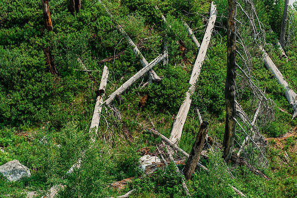 NJP_9335